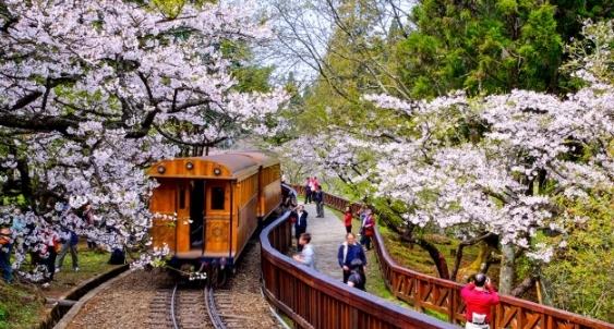 賞櫻景點推薦 賞櫻景點推薦