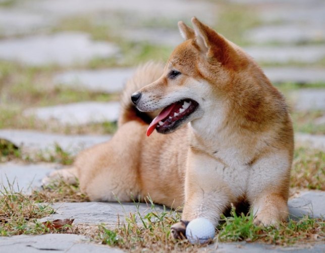 柴犬體型定型時間 柴犬體型定型時間