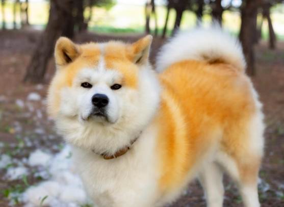 秋田犬柴犬區別 秋田犬柴犬區別