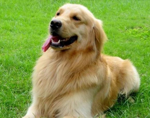 金毛犬常见问题 金毛犬常见问题