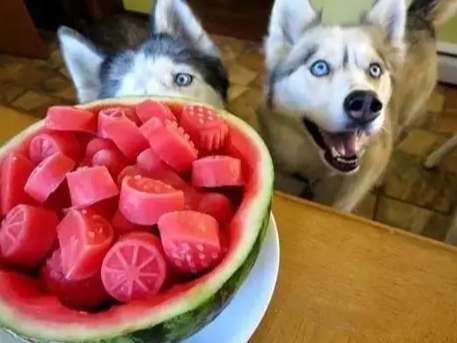 狗吃西瓜安全 狗吃西瓜安全