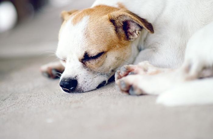 狗狗嘔吐怎麼辦 狗狗嘔吐怎麼辦
