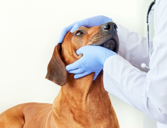 寵物眼科問題 寵物眼科問題