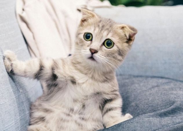 貓吐了精神很好 貓吐了精神很好