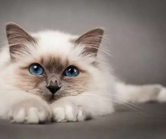 伯曼貓 飼養 伯曼貓 飼養