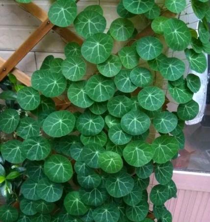 山烏龜種植方法 山烏龜種植方法