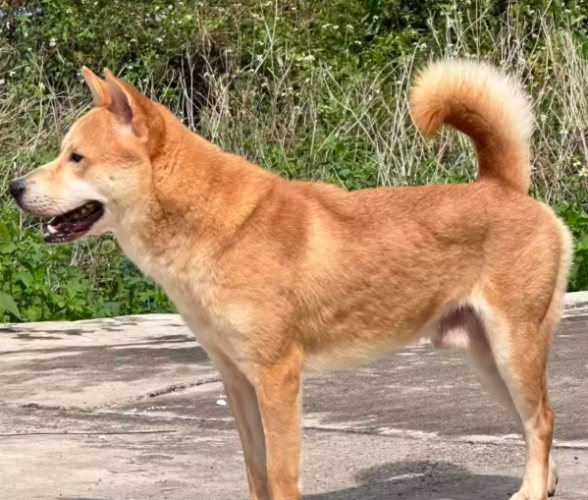 台灣土狗特徵 台灣土狗特徵