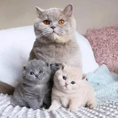 英國短毛貓價格 英國短毛貓價格