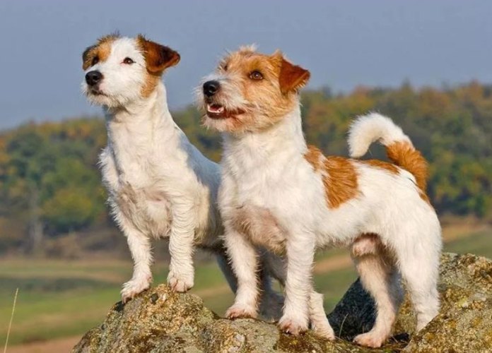 如何延長傑克羅素壽命 如何延長傑克羅素壽命