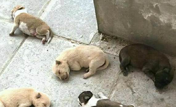 流浪狗領養流程 流浪狗領養流程