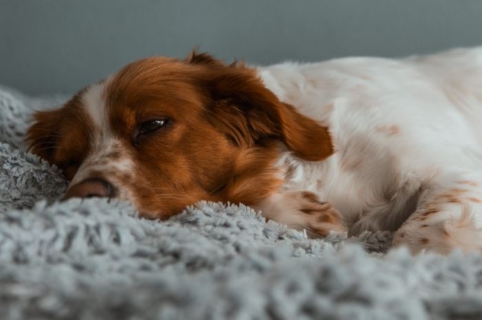 狗臨終照顧 狗臨終照顧