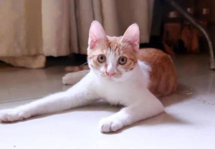 母貓結紮護理 母貓結紮護理