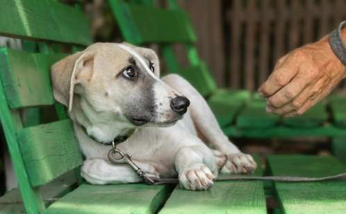帶狗回家準備 帶狗回家準備