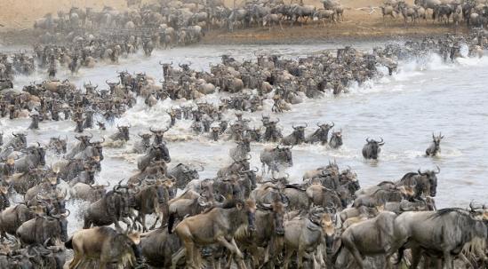 非洲動物遷徙旅行 非洲動物遷徙旅行