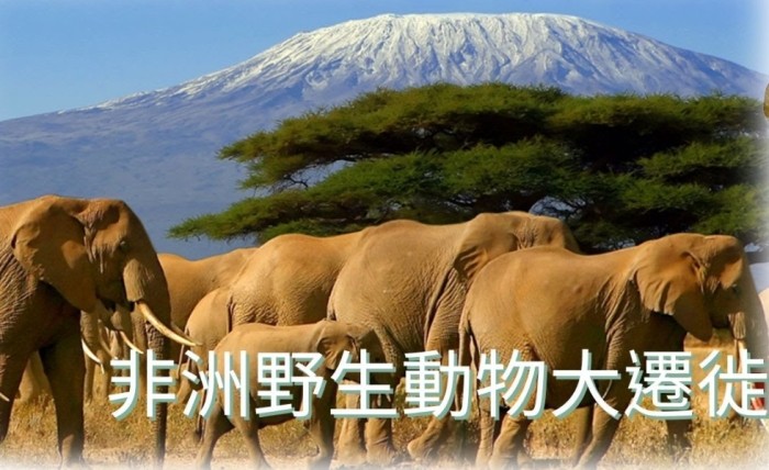 動物大遷徙路線 動物大遷徙路線