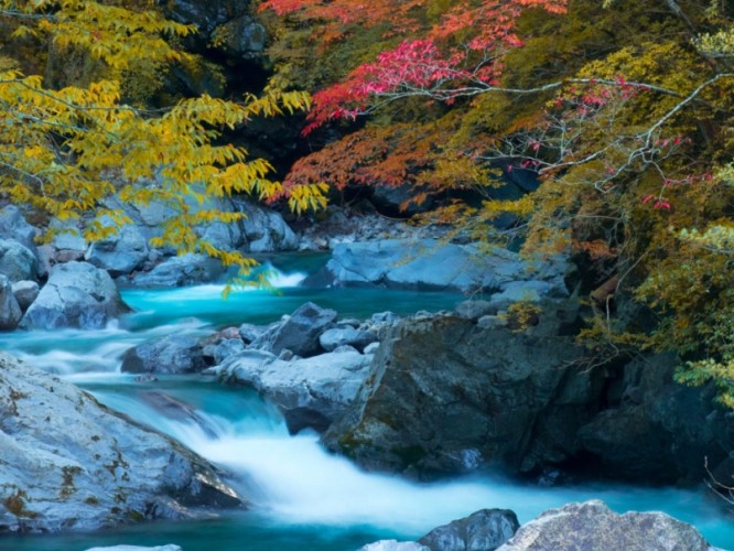 日本高知楓葉季節