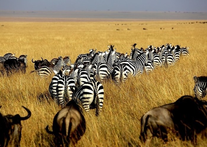 非洲動物大遷徙時間 非洲動物大遷徙時間