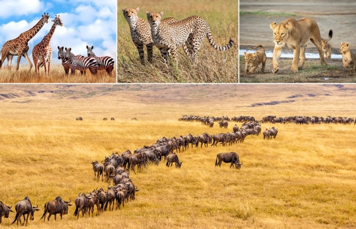 非洲遷徙路線 非洲遷徙路線