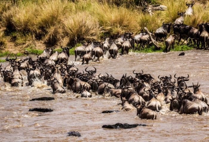 非洲動物大遷徙時間 非洲動物大遷徙時間