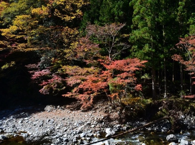 日本高知楓葉季節