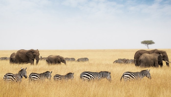 動物大遷徙季節 動物大遷徙季節