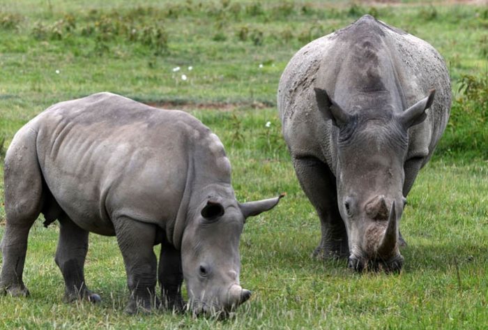 非洲遷徙路線 非洲遷徙路線