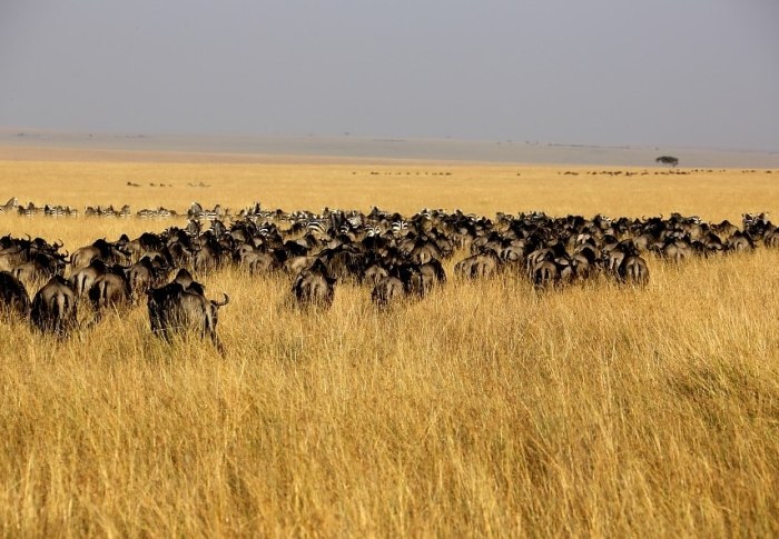 非洲遷徙最佳時間 非洲遷徙最佳時間