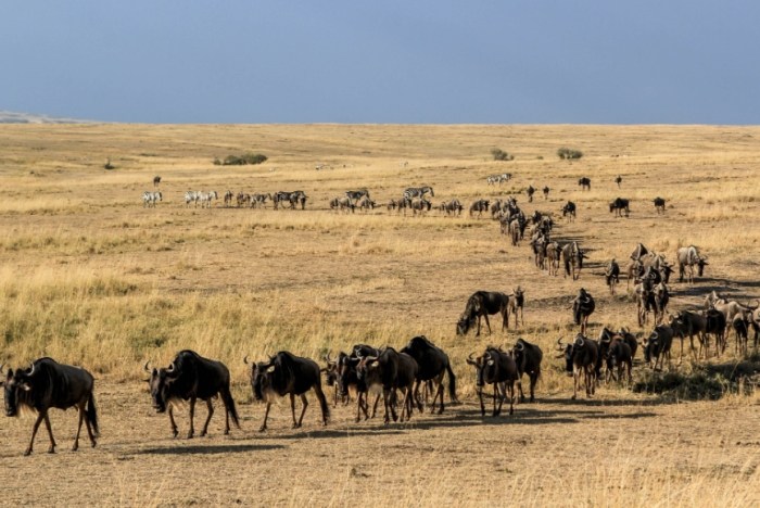 非洲遷徙最佳時間 非洲遷徙最佳時間