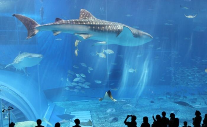 桃園大眾運輸旅遊