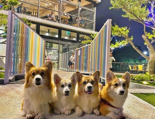 宜蘭寵物友善室內景點 宜蘭寵物友善室內景點