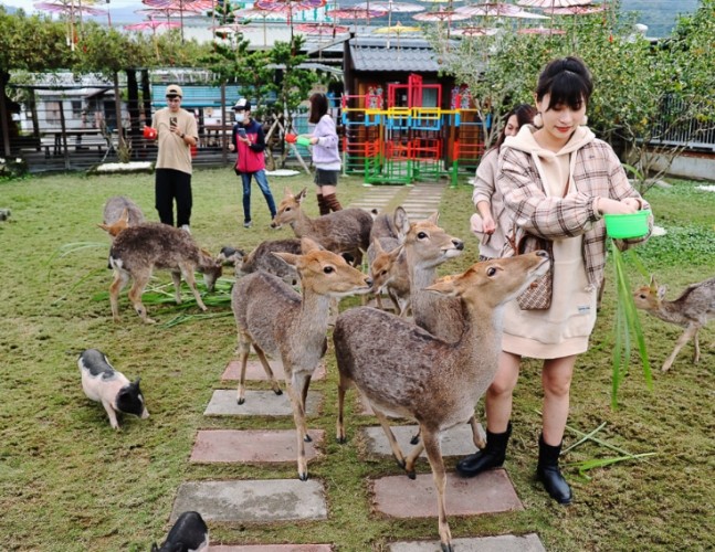 三星蔥文化館 寵物 三星蔥文化館 寵物