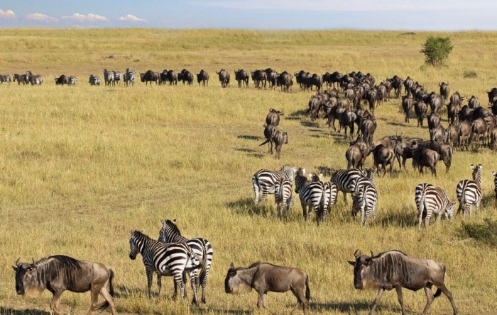動物大遷徙路線 動物大遷徙路線