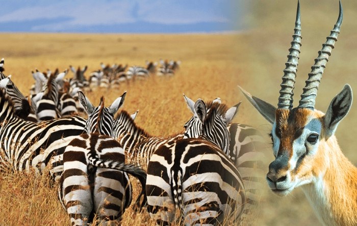 非洲遷徙路線 非洲遷徙路線