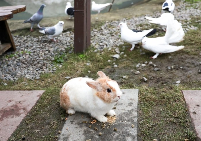 三星蔥文化館 寵物 三星蔥文化館 寵物