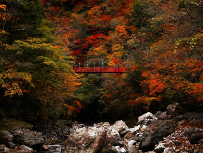 日本高知楓葉季節