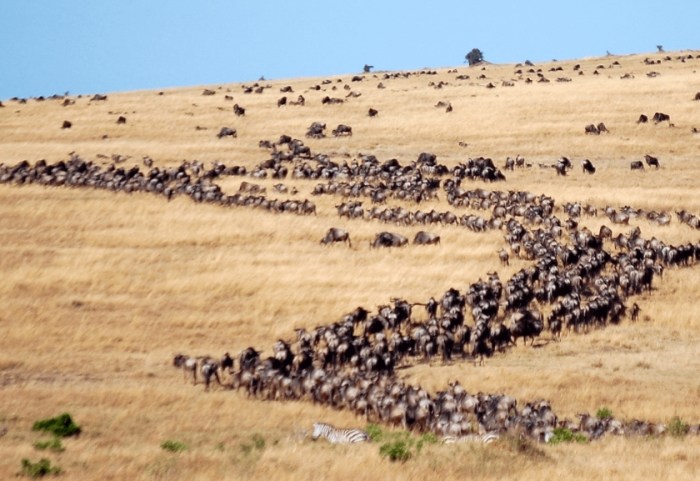 動物大遷徙路線 動物大遷徙路線