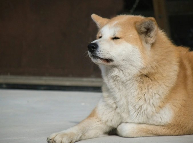 秋田犬平均壽命 秋田犬平均壽命