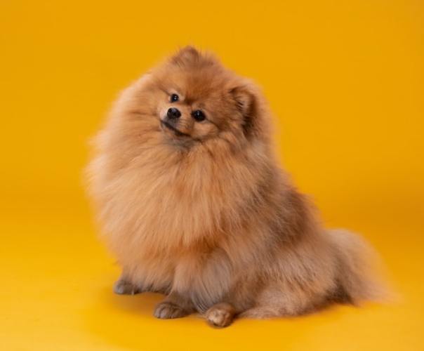 博美犬智商 博美犬智商