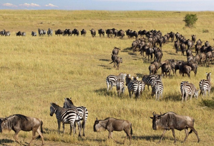 動物遷徙原因 動物遷徙原因