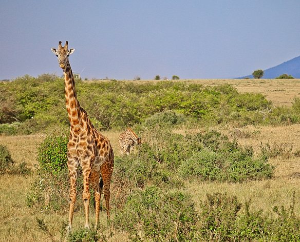 動物大遷徙旅遊 動物大遷徙旅遊