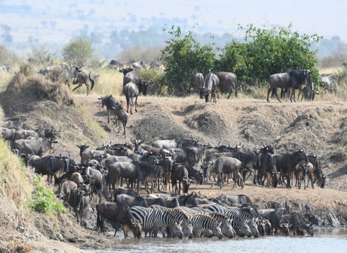 肯亞自由行攻略 肯亞自由行攻略