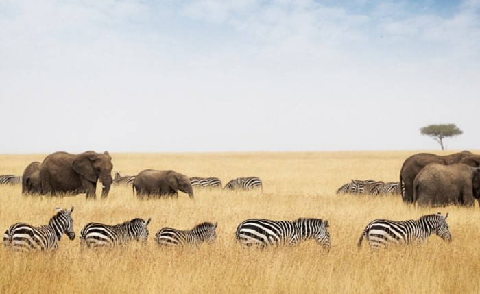 马赛马拉动物大迁徙 马赛马拉动物大迁徙