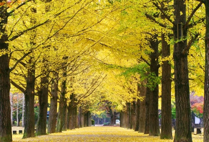 韓國一日遊攻略