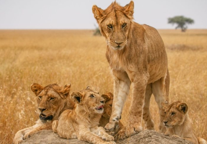 马赛马拉动物大迁徙 马赛马拉动物大迁徙