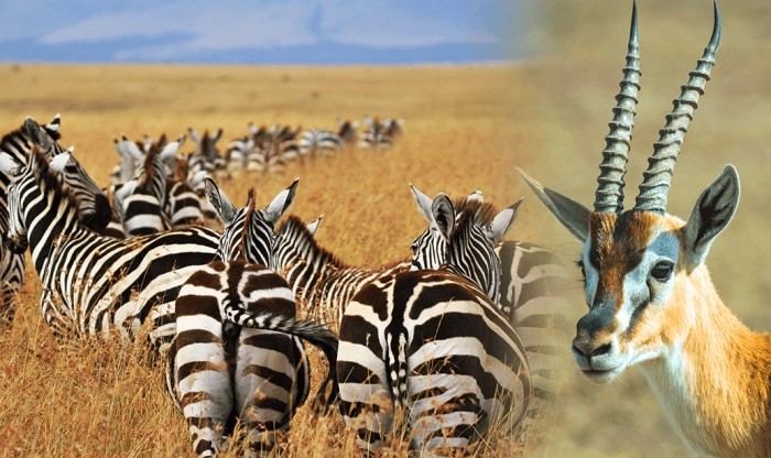 動物遷徙原因 動物遷徙原因