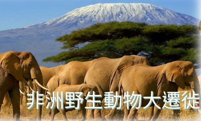 非洲動物大遷徙 非洲動物大遷徙