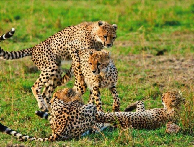 马赛马拉动物大迁徙 马赛马拉动物大迁徙