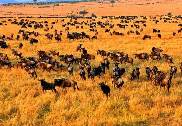 角马过河时间 角马过河时间