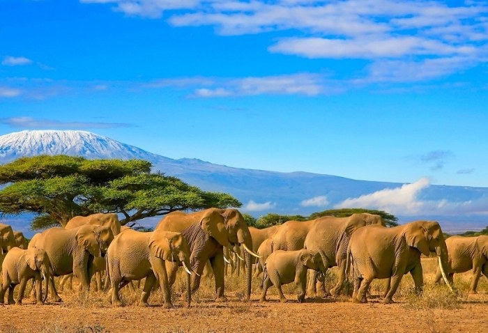 動物大遷徙旅遊 動物大遷徙旅遊