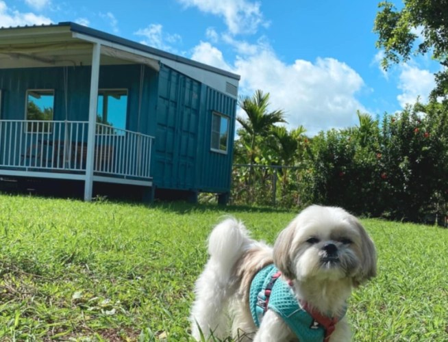 嘉義帶寵物旅遊住宿 嘉義帶寵物旅遊住宿